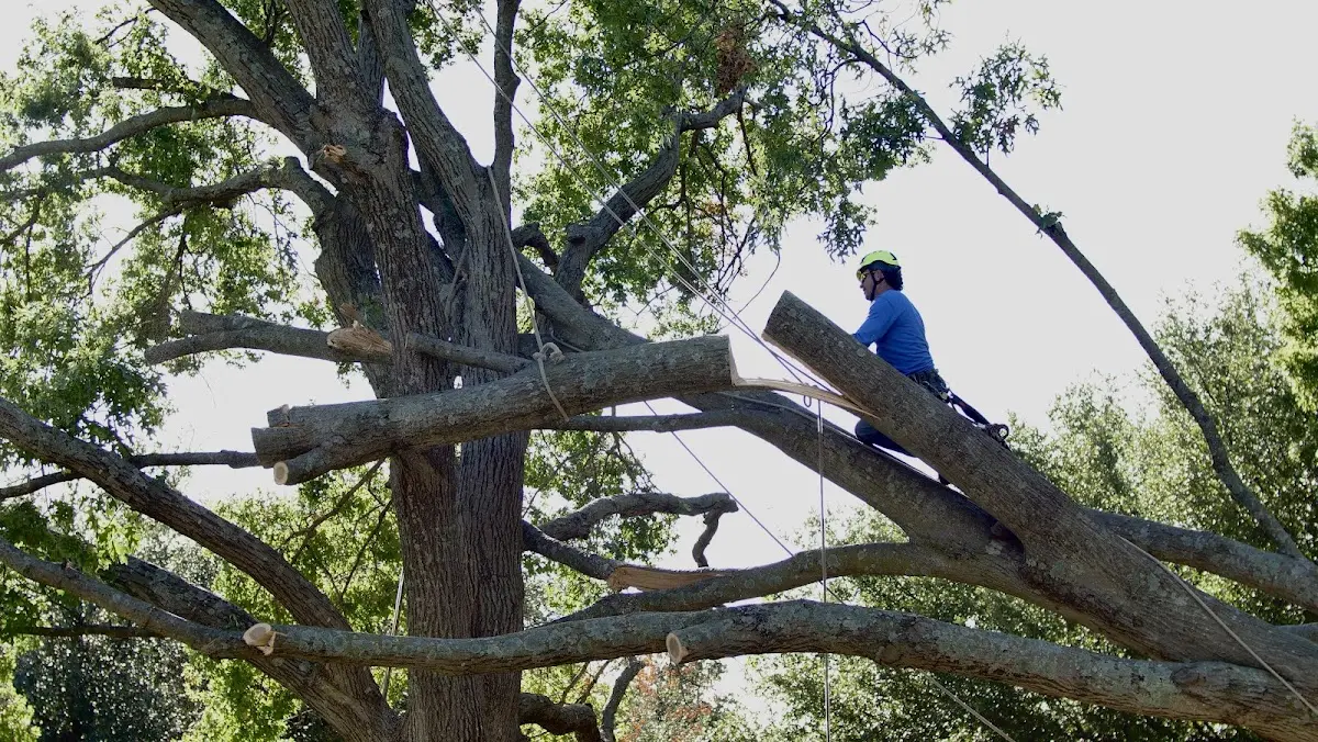 Professional Crown Thinning performed by certified arborists in Erwinville
